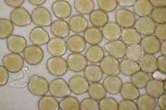Puccinia chaerophylli