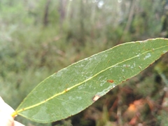 Eucalyptus brookeriana