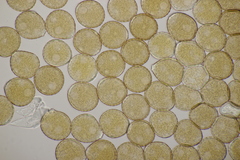 Puccinia chaerophylli