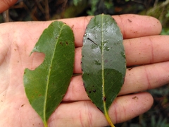 Eucalyptus brookeriana