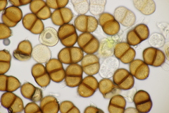 Puccinia chaerophylli