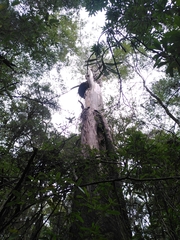 Eucalyptus brookeriana