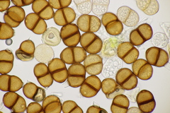 Puccinia chaerophylli
