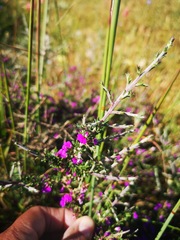 Muraltia macropetala