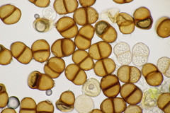 Puccinia chaerophylli