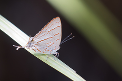 Hemiolaus caeculus