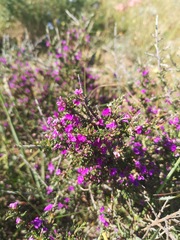 Muraltia macropetala