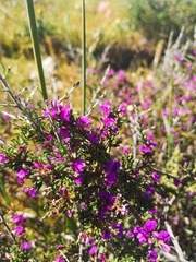 Muraltia macropetala