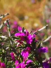 Muraltia macropetala