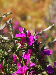 Muraltia macropetala