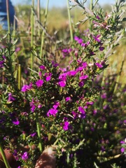 Muraltia macropetala