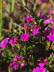 Muraltia macropetala