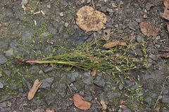 Entorrhiza aschersoniana