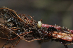 Entorrhiza aschersoniana