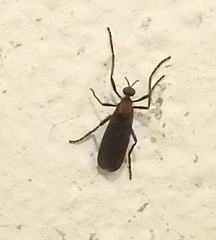 Plecia ruficollis
