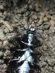 Sphaeroderus stenostomus