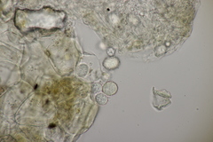 Entorrhiza aschersoniana