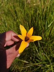 Pauridia canaliculata