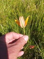 Pauridia canaliculata