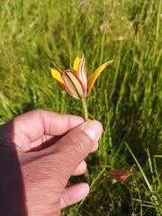 Pauridia canaliculata