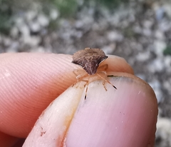 Peribalus strictus strictus