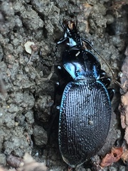 Sphaeroderus stenostomus