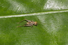 Svistella bifasciata