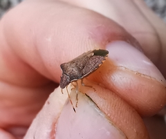 Peribalus strictus strictus