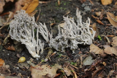 Clavulina cinerea