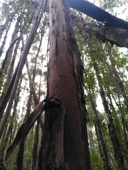 Eucalyptus brookeriana