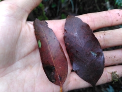Eucalyptus brookeriana