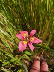 Moraea tricolor