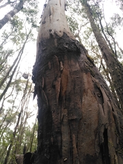 Eucalyptus brookeriana