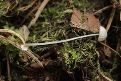 Mycena stylobates