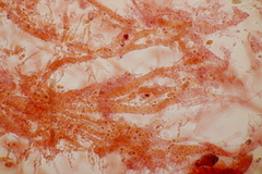 Mycena stylobates
