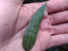 Eucalyptus brookeriana