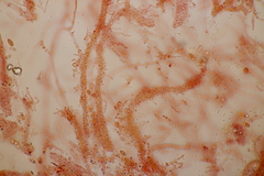Mycena stylobates