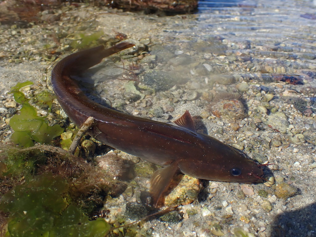 Gelincik (Gaidropsarus mediterraneus)