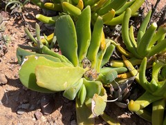 Glottiphyllum linguiforme