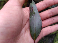 Eucalyptus brookeriana