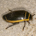 Harris's Diving Beetle - Photo (c) Steve Waller, some rights reserved (CC BY-NC), uploaded by Steve Waller