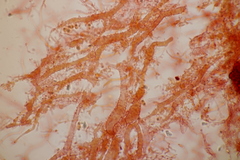 Mycena stylobates