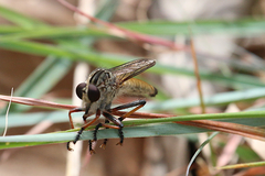 Dolopus simulans