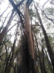Eucalyptus brookeriana