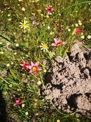 Romulea hirsuta