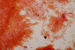Mycena stylobates