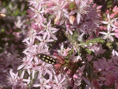 Castiarina parallela