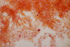 Mycena stylobates