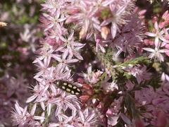 Castiarina parallela