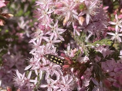 Castiarina parallela